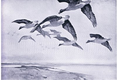 The Morning Flight by Frank Southgate